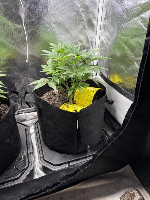 God Speed Exotics (2). Week 9