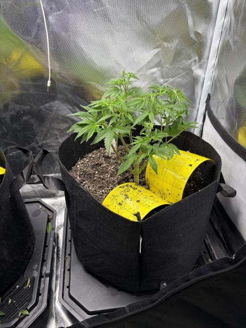 God Speed Exotics (2). Week 9