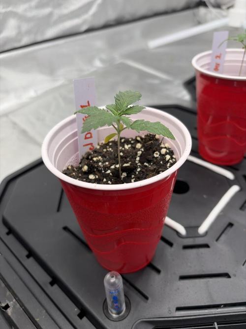 4 Pot Grow #2. Week 2 - SM/ Fuel DOG 1