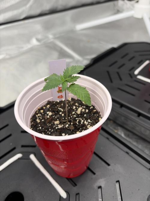 4 Pot Grow #2. Week 2 - SM/ Fuel DOG 2