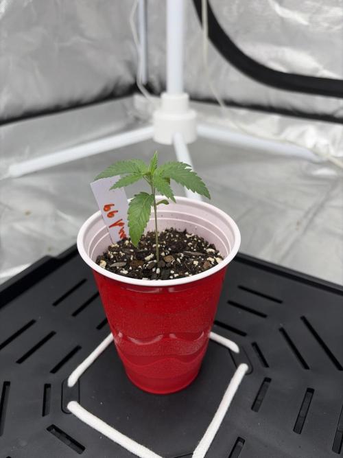 4 Pot Grow #2. Week 2 - BG/ Headband 99