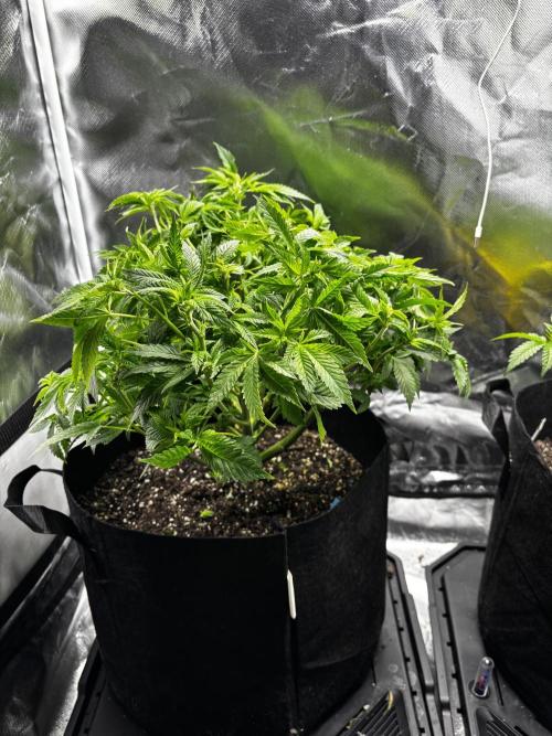 God Speed Exotics (2). Week 10