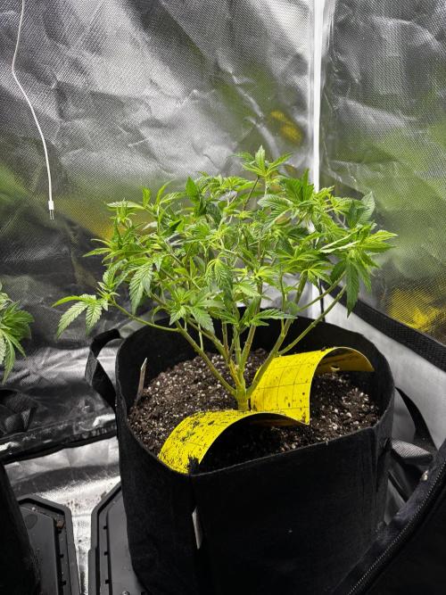 God Speed Exotics (2). Week 10