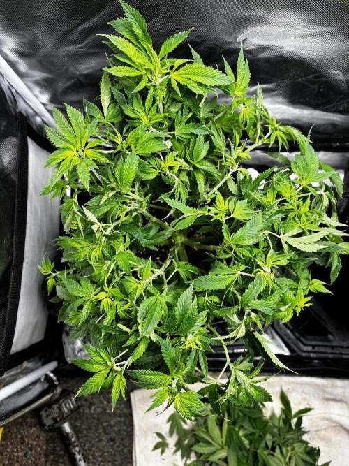 God Speed Exotics (2). Week 10