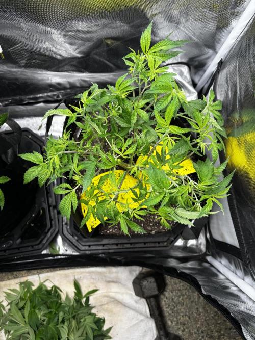 God Speed Exotics (2). Week 10