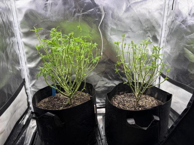 2 Pot Grow #1. Week 11