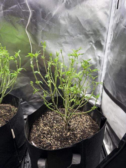 2 Pot Grow #1. Week 11