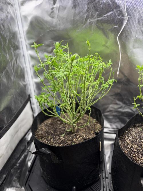2 Pot Grow #1. Week 11