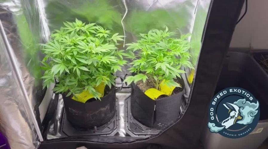 2 Pot Grow #1
