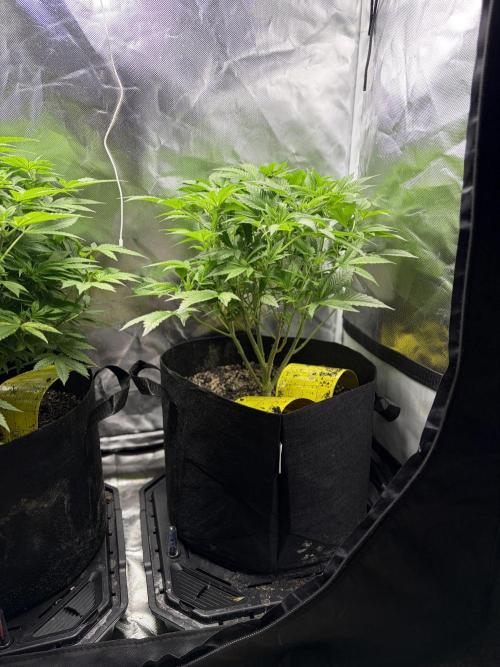 2 Pot Grow #1. Week 11