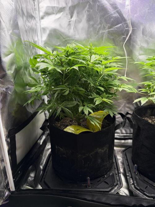2 Pot Grow #1. Week 11