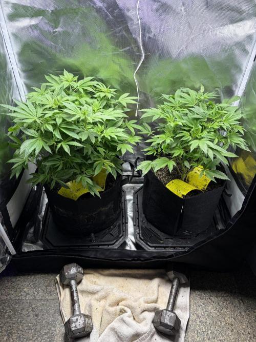 2 Pot Grow #1. Week 11