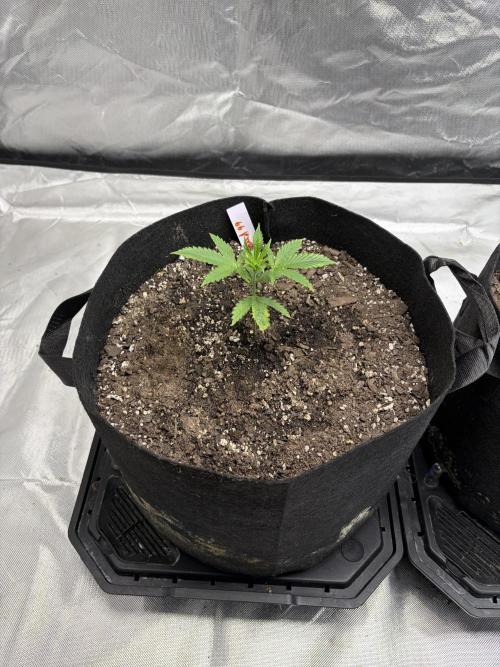 4 Pot Grow #2. Week 3 - Headband 99