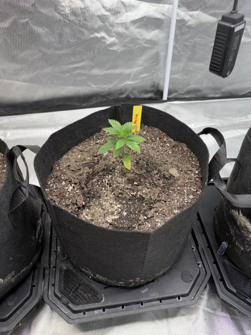 4 Pot Grow #2. Week 3 - Gorilla Melon