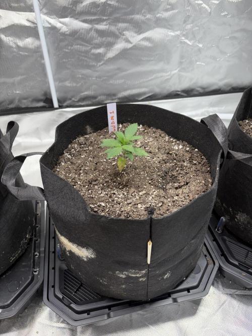 4 Pot Grow #2. Week 3 - Fuel DOG 1
