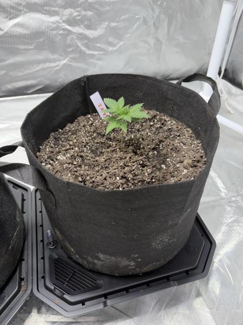 4 Pot Grow #2. Week 3 - Fuel DOG 2