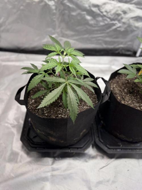 4 Pot Grow #2. Week 4