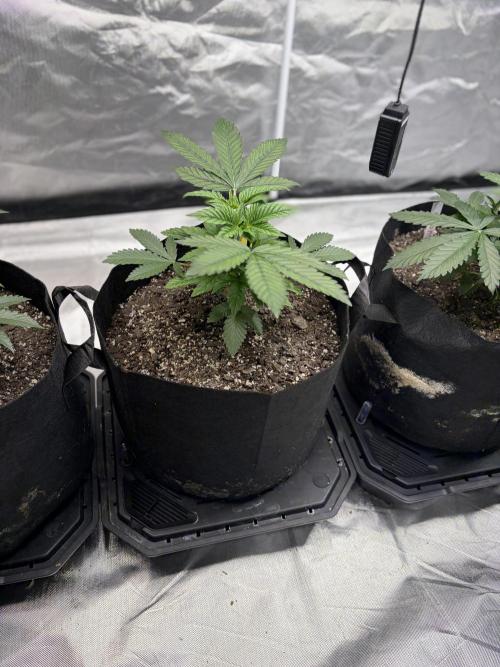4 Pot Grow #2. Week 4