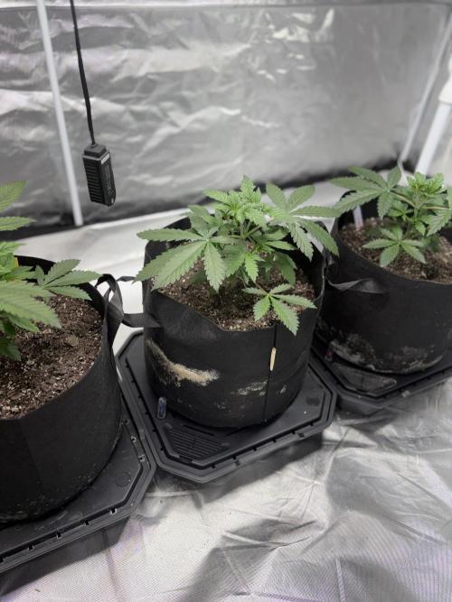 4 Pot Grow #2. Week 4