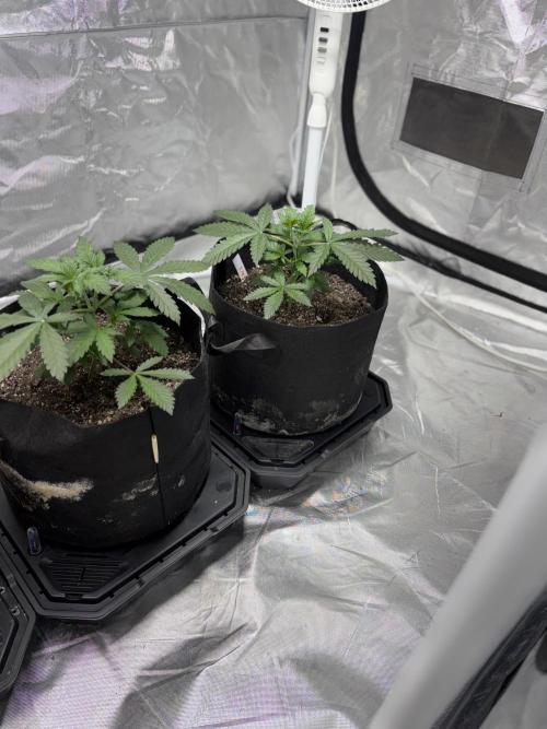 4 Pot Grow #2. Week 4