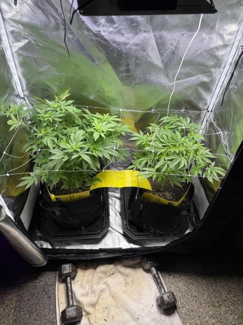 2 Pot Grow #1. Week 12