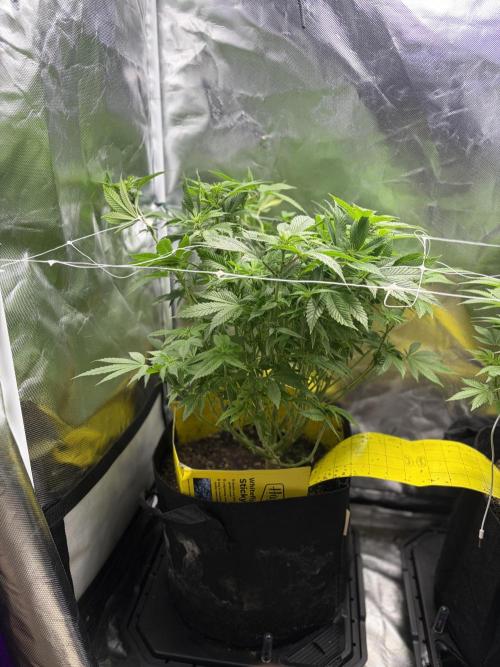 2 Pot Grow #1. Week 12