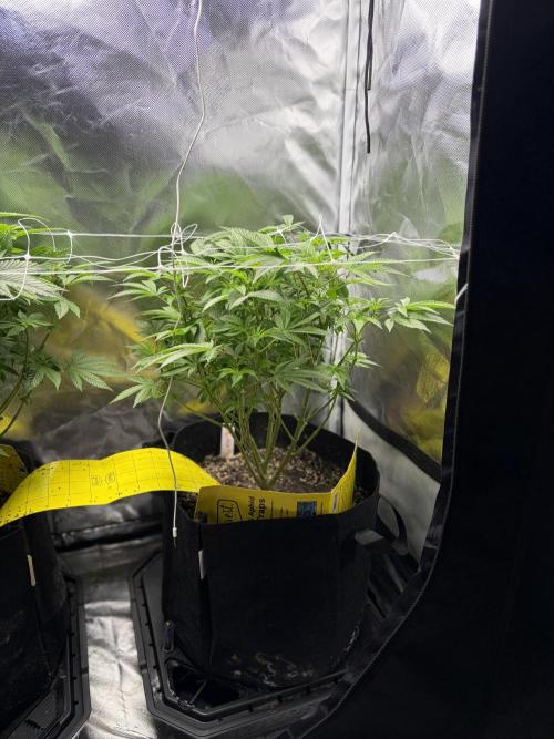 2 Pot Grow #1. Week 12