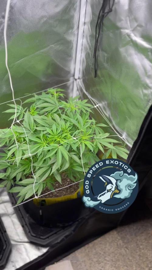 2 Pot Grow #1