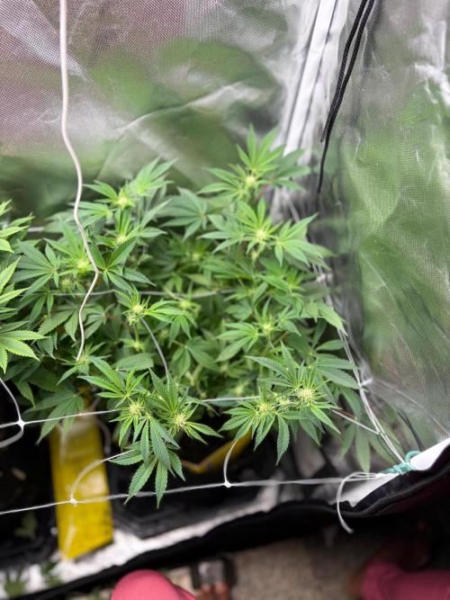 2 Pot Grow #1. Week 14