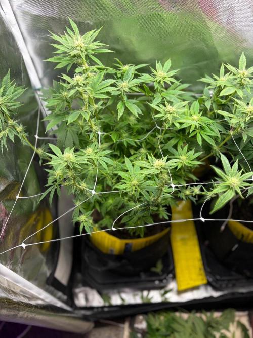 2 Pot Grow #1. Week 14