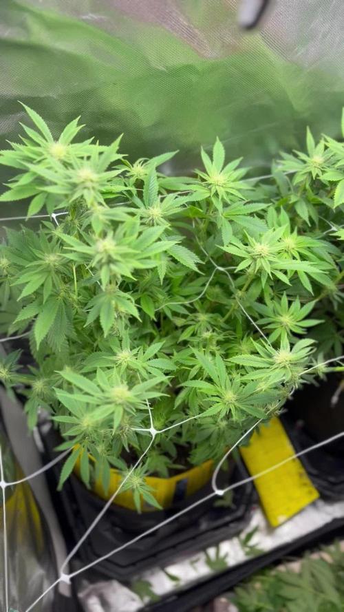 2 Pot Grow #1