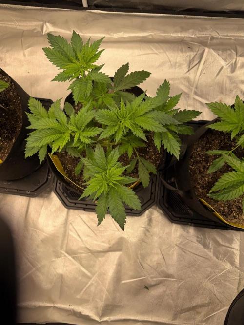 4 Pot Grow #2. Week 5