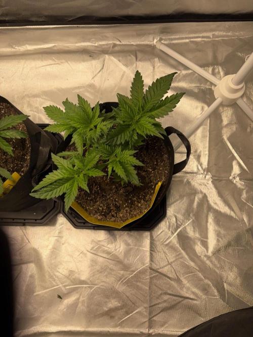 4 Pot Grow #2. Week 5