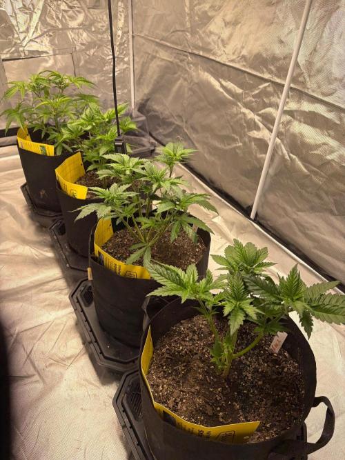 4 Pot Grow #2. Week 5