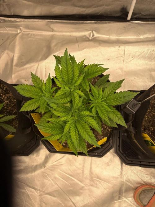 4 Pot Grow #2. Week 5