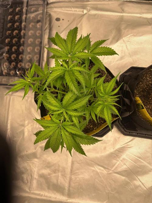 4 Pot Grow #2. Week 5