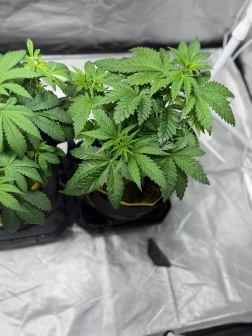 4 Pot Grow #2. Week 6