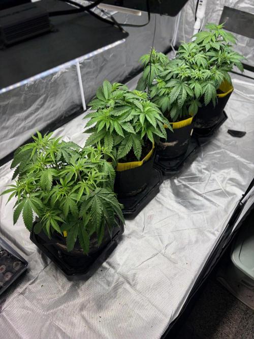 4 Pot Grow #2. Week 6