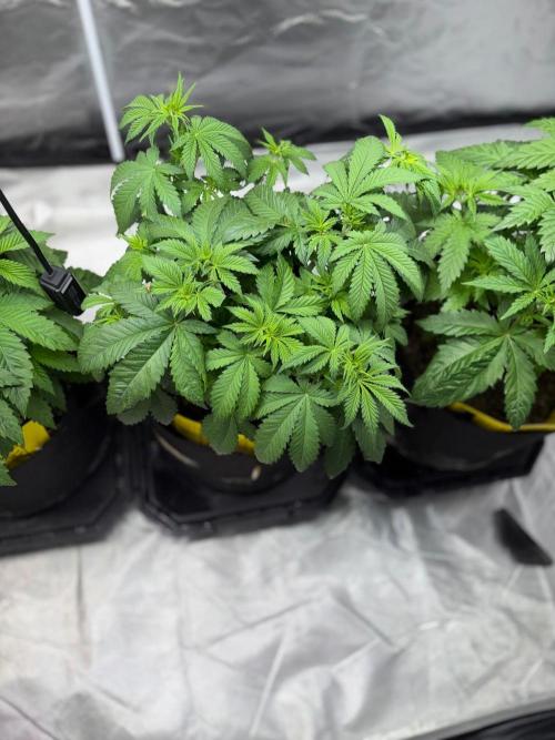 4 Pot Grow #2. Week 6
