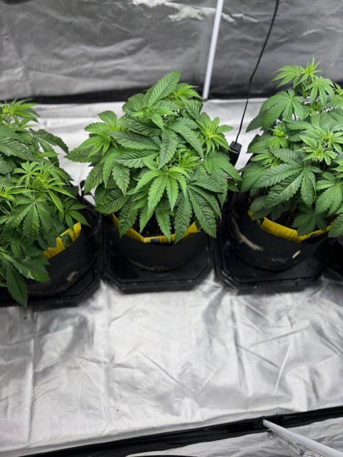 4 Pot Grow #2. Week 6