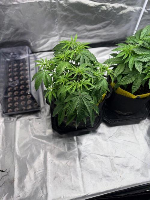 4 Pot Grow #2. Week 6