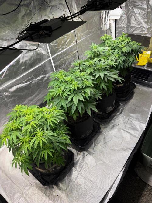 4 Pot Grow #2. Week 7
