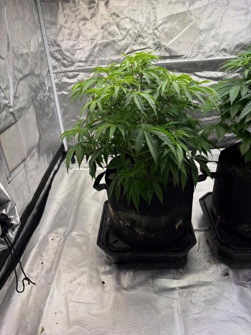 4 Pot Grow #2. Week 7