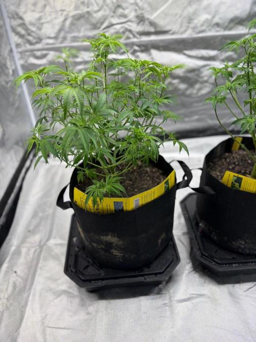 4 Pot Grow #2. Week 7