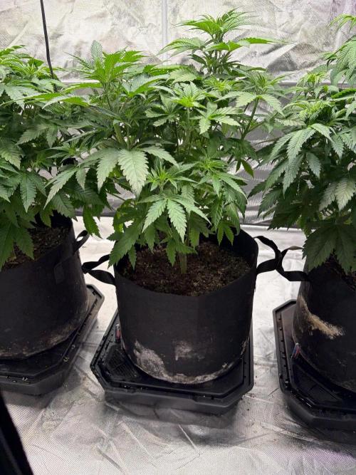 4 Pot Grow #2. Week 7