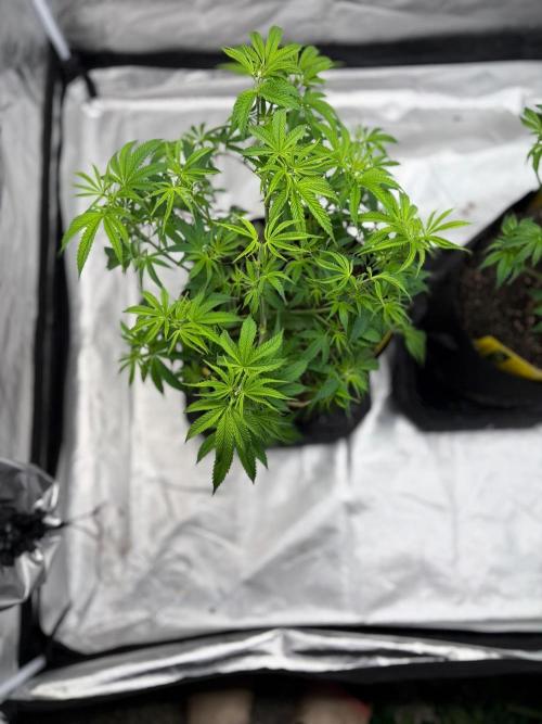 4 Pot Grow #2. Week 7