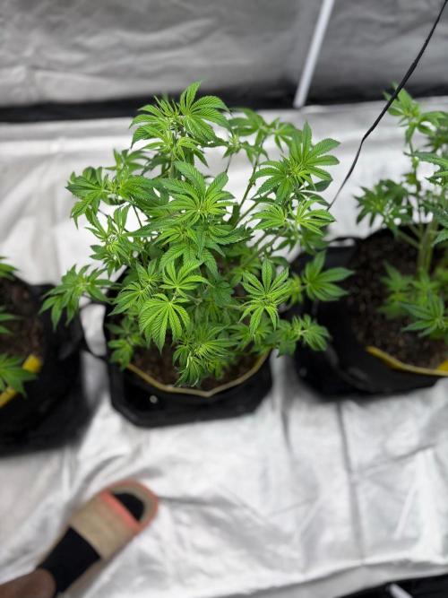 4 Pot Grow #2. Week 7