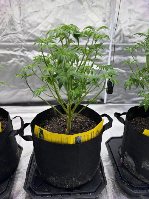 4 Pot Grow #2. Week 7