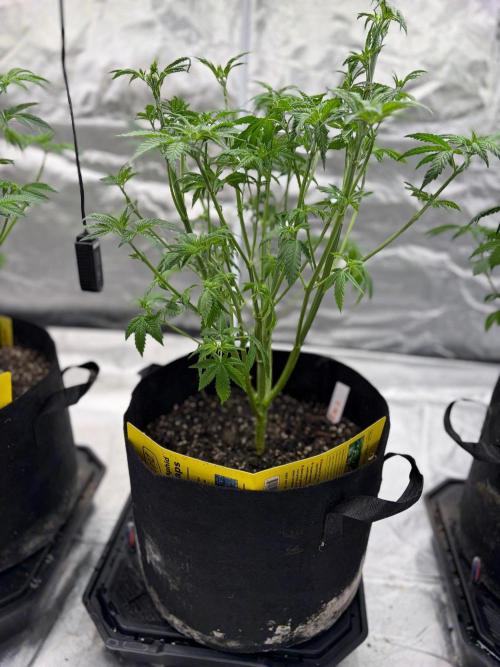 4 Pot Grow #2. Week 7
