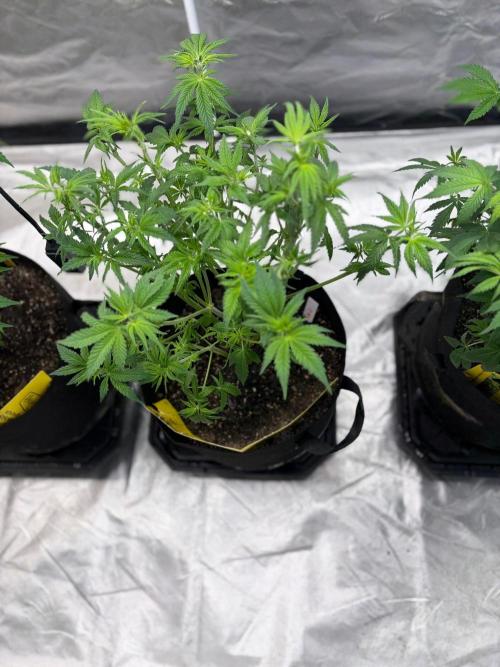 4 Pot Grow #2. Week 7